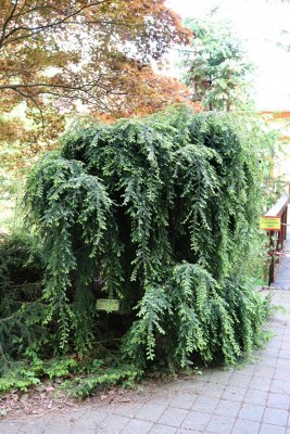 Tsuga canadensis 'Pendula' - jedlovec kanadský - celek